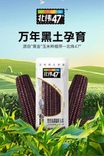 將圖片載入圖庫檢視器 Bei Wei 47˚ Black Sweet-Waxy Corn On The Cob 220g &lt;br&gt; 北緯47˚ 黑甜糯玉米