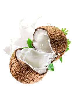 YS Coconut Juice Drink 245ml <br> 正宗椰樹牌椰汁